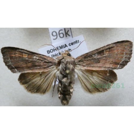 Lacanobia oleracea (Linnaeus, 1758) Piętnówka brukiewka Czech96k